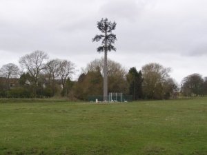 Freckleton Tree