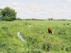 Freckleton Marsh