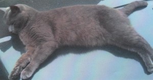 Cat