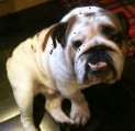 Missing Dog