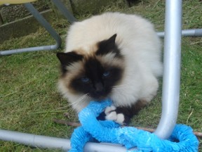 Oscar the cat
